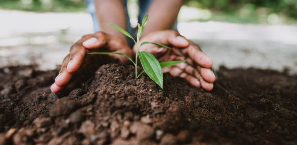 The Vital Importance of Soil Quality